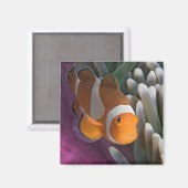 Westerne Clown Anemone Fish Magneet (Voorkant / Achterkant)