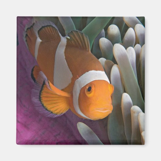 Westerne Clown Anemone Fish Magneet (Voorkant)
