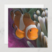 Westerne Clown Anemone Fish Notitiekaartje (Voorkant / Achterkant)