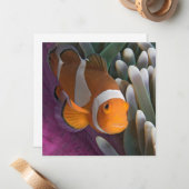 Westerne Clown Anemone Fish Notitiekaartje (Voorkant / Achterkant in situ)