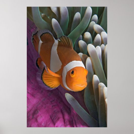 Westerne Clown Anemone Vis Poster (Voorkant)