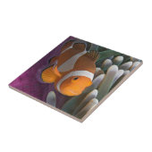 Westerne Clown Anemone Vis Tegeltje (Zijkant)