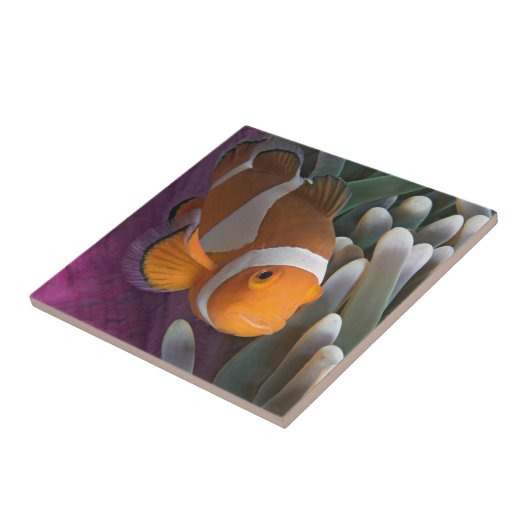 Westerne Clown Anemone Vis Tegeltje (Zijkant)