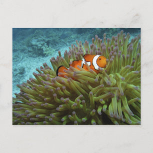 Westerne Clownvis ( Amphiprion ocellaris ) Briefkaart