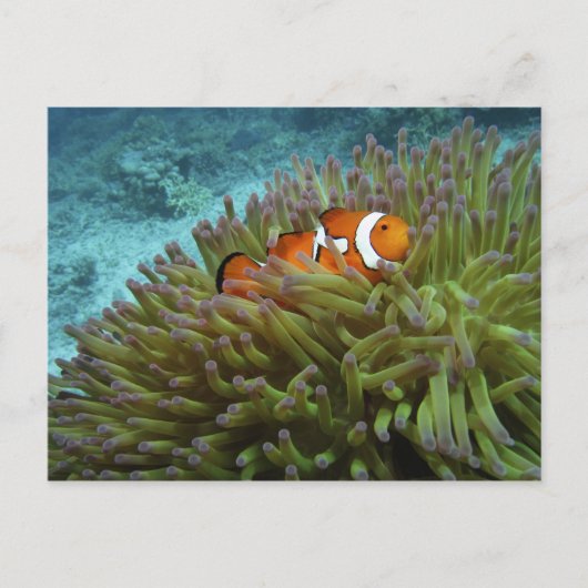 Westerne Clownvis ( Amphiprion ocellaris ) Briefkaart (Voorkant)