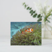 Westerne Clownvis ( Amphiprion ocellaris ) Briefkaart (Staand voorkant)