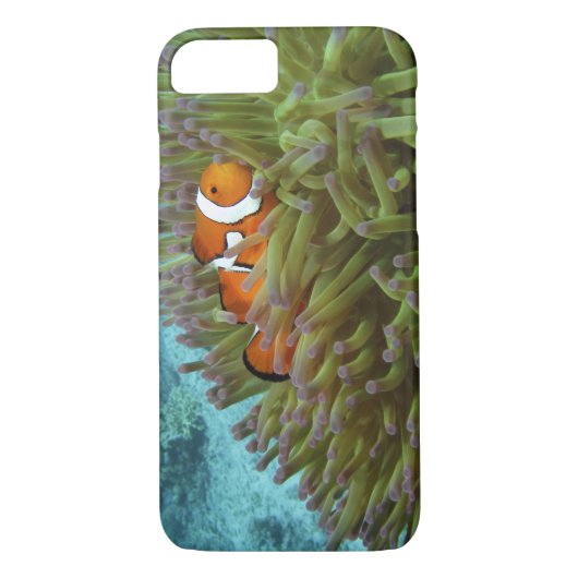 Westerne Clownvis ( Amphiprion ocellaris ) Case-Mate iPhone Case (Achterkant)