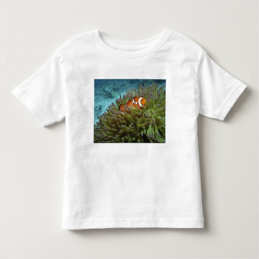 Westerne Clownvis ( Amphiprion ocellaris ) Kinder Shirts (Voorkant)