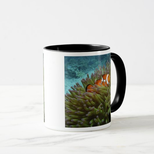 Westerne Clownvis ( Amphiprion ocellaris ) Mok (Voorkant rechts)