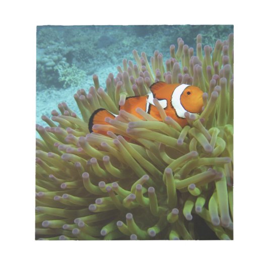 Westerne Clownvis ( Amphiprion ocellaris ) Notitieblok (Voorkant)