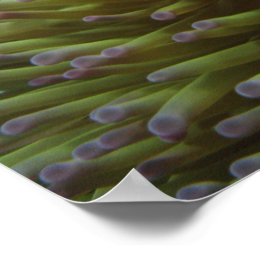 Westerne Clownvis ( Amphiprion ocellaris ) Poster (Hoek)