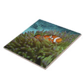 Westerne Clownvis ( Amphiprion ocellaris ) Tegeltje (Zijkant)