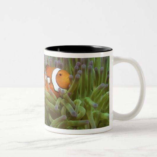 Westerne Clownvis ( Amphiprion ocellaris ) Tweekleurige Koffiemok (Rechts)