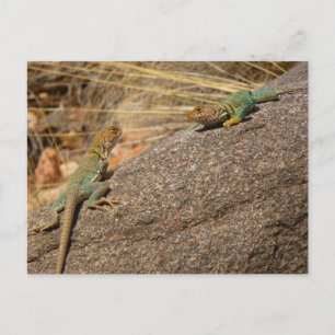 Westerne collared Lizards in Colorado Briefkaart