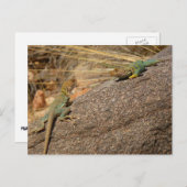 Westerne collared Lizards in Colorado Briefkaart (Voorkant / Achterkant)