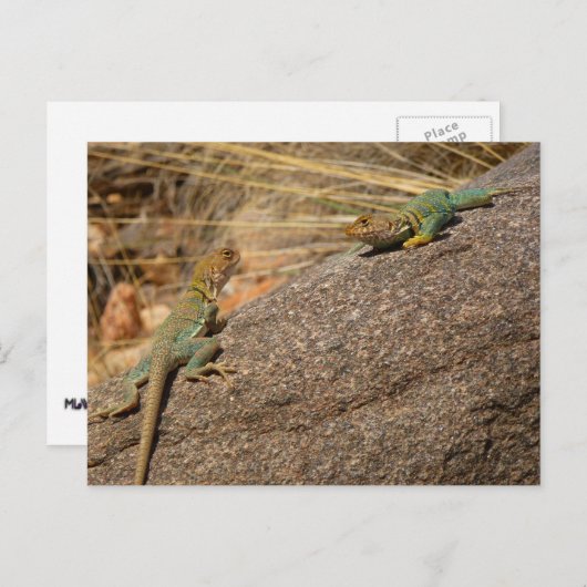 Westerne collared Lizards in Colorado Briefkaart (Voorkant / Achterkant)