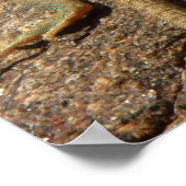 Westerne collared Lizards in Colorado Poster (Hoek)