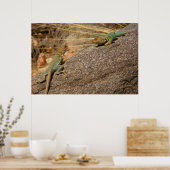 Westerne collared Lizards in Colorado Poster (Keuken)