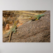 Westerne collared Lizards in Colorado Poster (Voorkant)