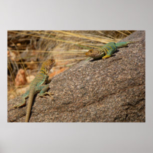 Westerne collared Lizards in Colorado Poster