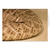 westerne diamondback ratelslang (Voorkant Horizontaal)