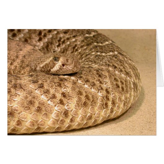 westerne diamondback ratelslang (Voorkant Horizontaal)