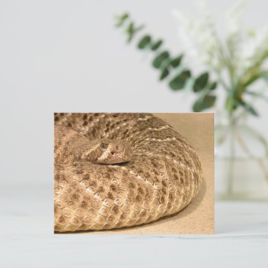 westerne diamondback ratelslang briefkaart (Staand voorkant)