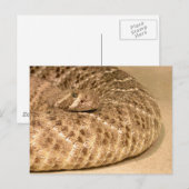 westerne diamondback ratelslang briefkaart (Voorkant / Achterkant)