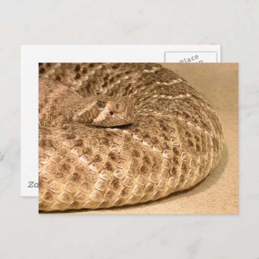 westerne diamondback ratelslang briefkaart (Voorkant / Achterkant)