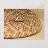westerne diamondback ratelslang briefkaart (Voorkant)