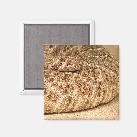 westerne diamondback ratelslang magneet (Voorkant / Achterkant)