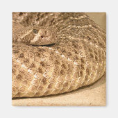westerne diamondback ratelslang magneet (Voorkant)
