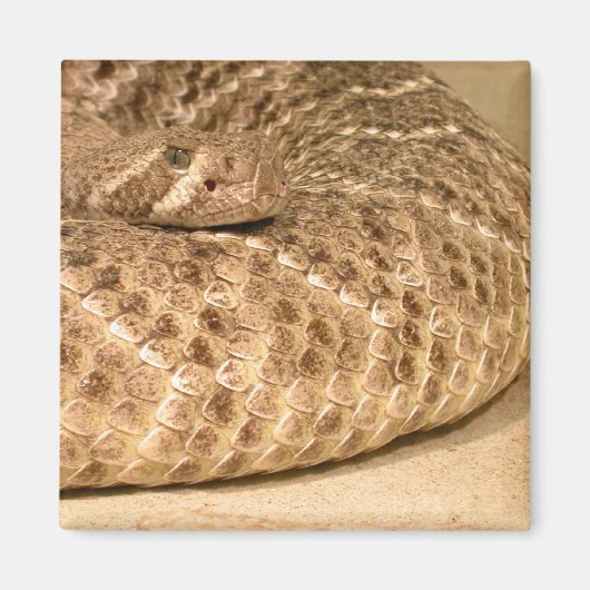 westerne diamondback ratelslang magneet (Voorkant)