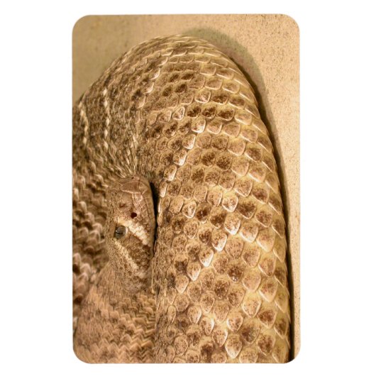 westerne diamondback ratelslang magneet (Verticaal)