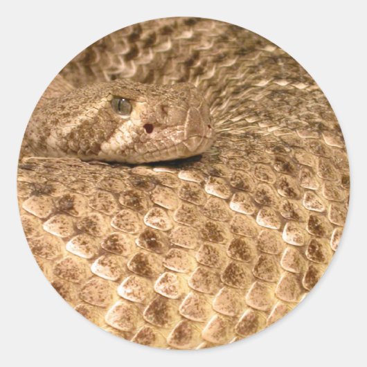 westerne diamondback ratelslang ronde sticker (Voorkant)