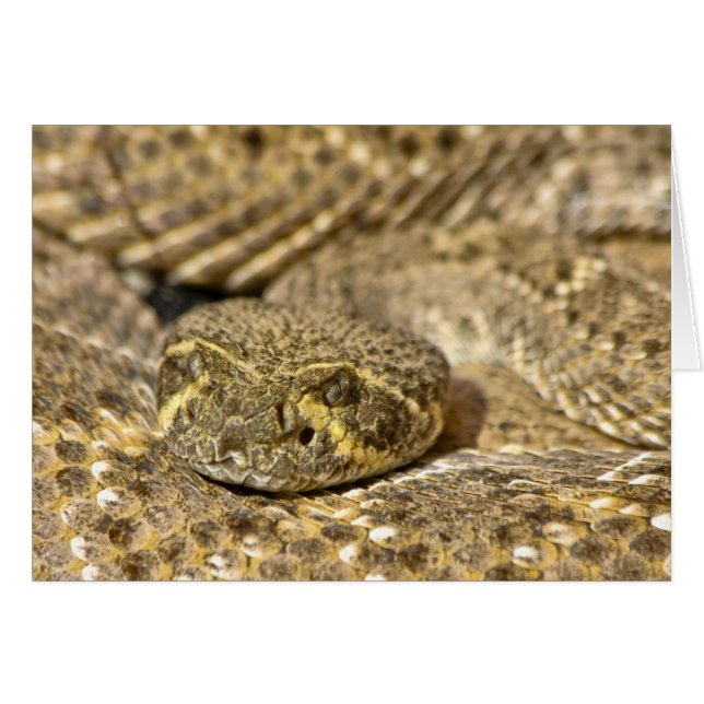 Westerne Diamondback Rattlesnake (Voorkant Horizontaal)