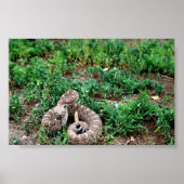 Westerne Diamondback Rattlesnake Poster (Voorkant)