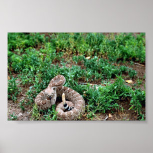 Westerne Diamondback Rattlesnake Poster