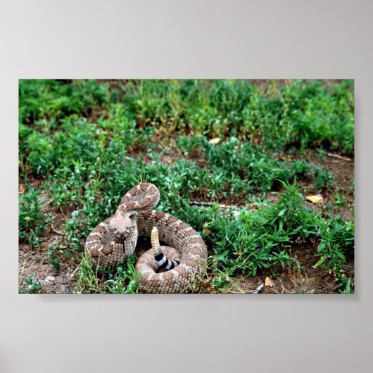 Westerne Diamondback Rattlesnake Poster (Voorkant)