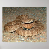 Westerne Diamondback Rattlesnake Poster (Voorkant)