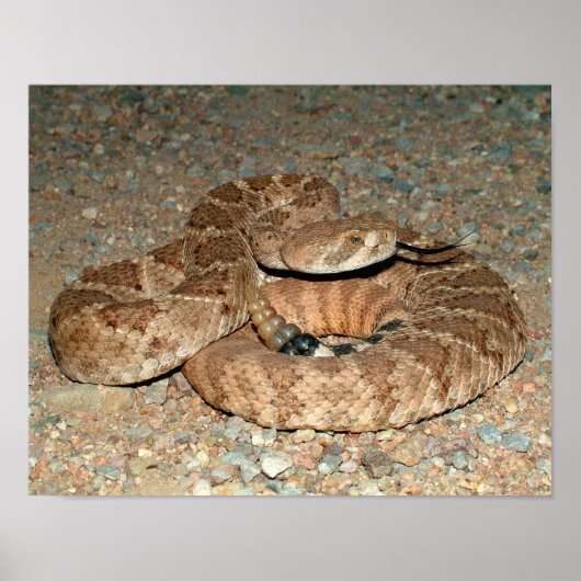 Westerne Diamondback Rattlesnake Poster (Voorkant)