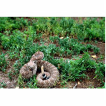 Westerne Diamondback Rattlesnake Staand Fotobeeldje<br><div class="desc">Westerne Diamondback RattlesnakeWestern Diamondback Rattlesnake. Dierenpark heeft dit en veel andere geweldige producten met dieren voor alle huisdieren en Dierenvrienden.</div>