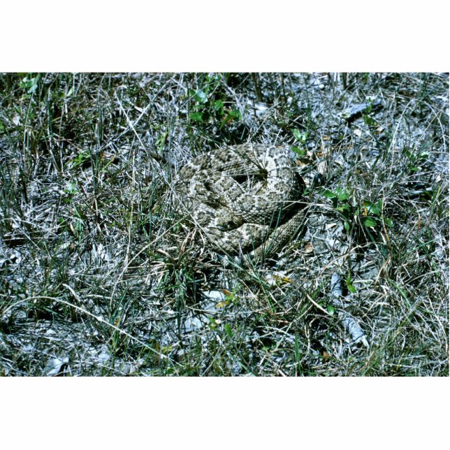 Westerne Diamondback Rattlesnake Staand Fotobeeldje (Voorkant)