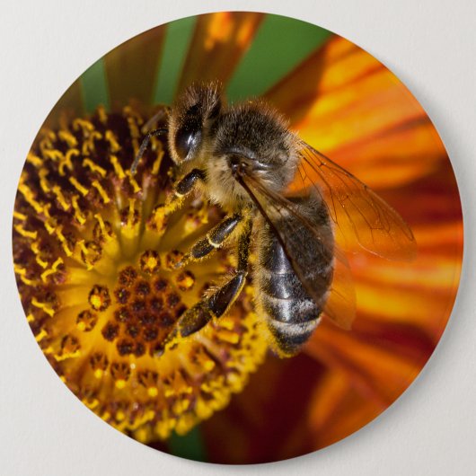 Westerne foto van honingbijen ronde button 6,0 cm (Voorkant)