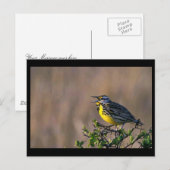 Westerne griezels briefkaart (Voorkant / Achterkant)