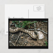 Westerne Hognose Snake Briefkaart (Voorkant / Achterkant)
