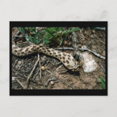 Westerne Hognose Snake Briefkaart (Voorkant)