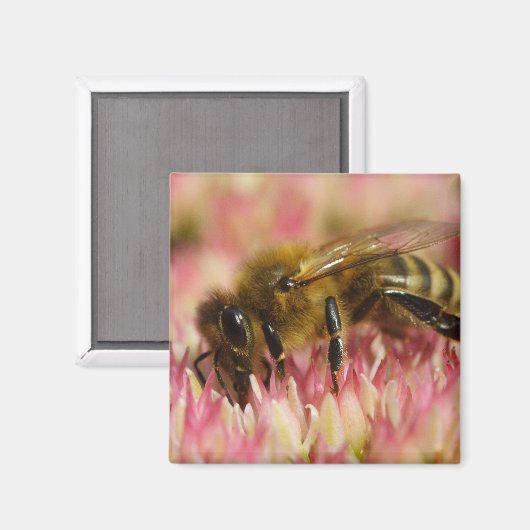 Westerne honingbijenmacro magneet (Voorkant / Achterkant)
