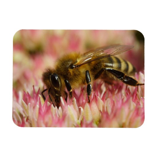 Westerne honingbijenmacro magneet (Horizontaal)