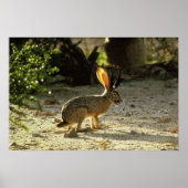 Westerne jachalope poster (Voorkant)